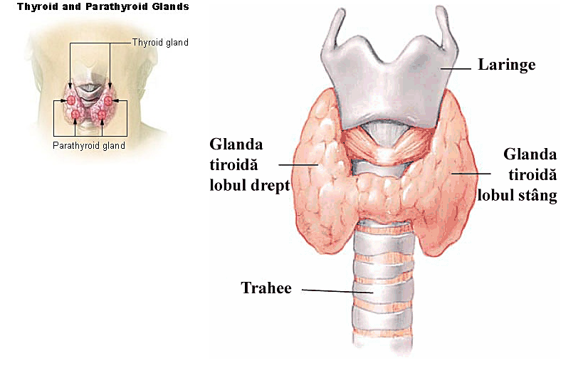 Узел в правой доле щитовидной железы. Культя щитовидной железы. Узел в перешейке щитовидной желез.